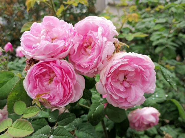 Belles Fleurs Roses Fleurissent Dans Jardin — Photo