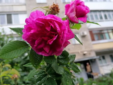 Evin yakınındaki bahçede pembe güller