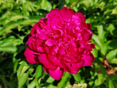 Burgundy şakayığı yazın bahçede açar.