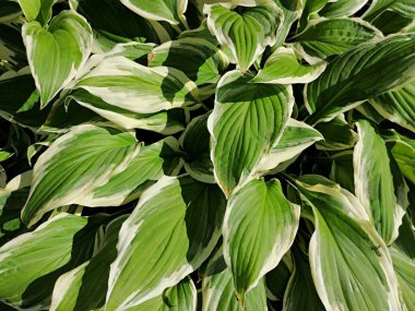 Arka plan, çalılıklardaki güzel yeşil yapraklar.