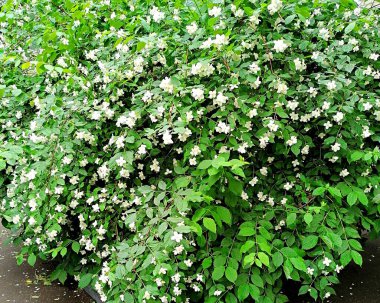 Doku, yaşayan yapraklar ve çiçekler duvarı