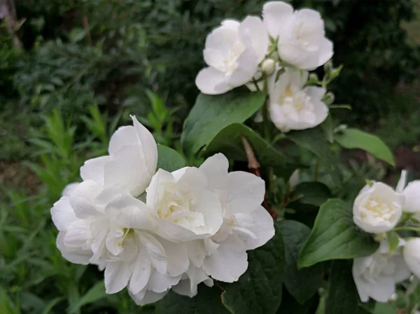 Printemps Fleurissant Avec Des Fleurs Blanches Dans Parc — Photo