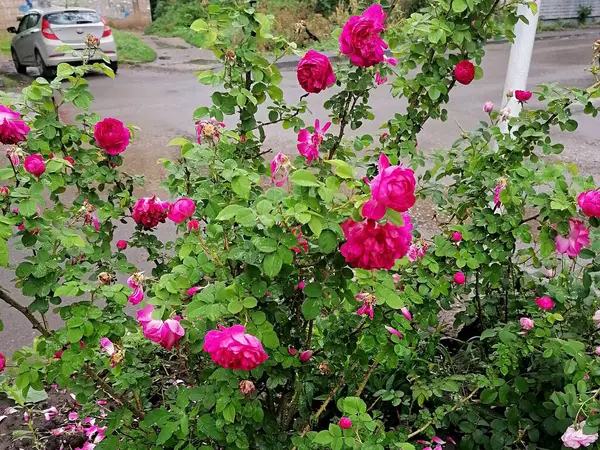 Комфортная Городская Среда Парке Цветут Розовые Розы — стоковое фото