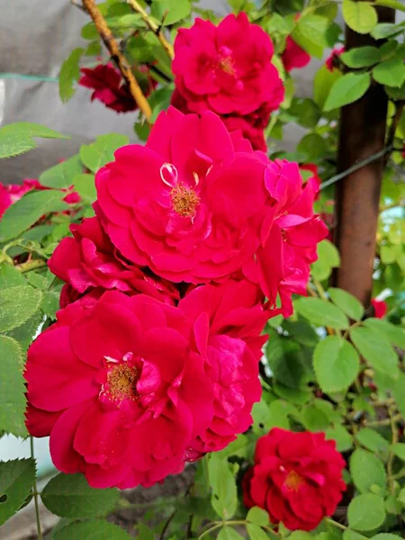 Flowers Summer Pink Rose Garden — Stock Fotó