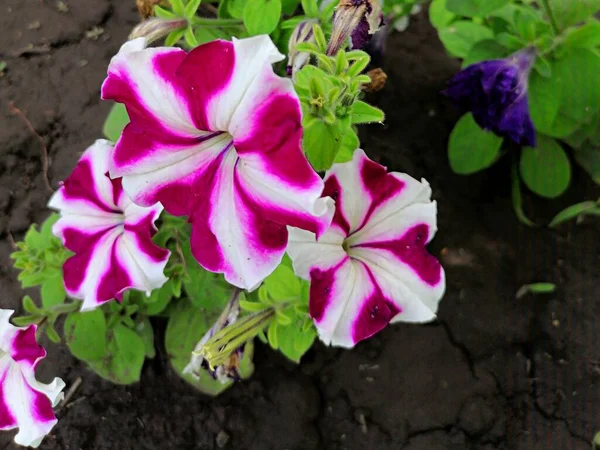 Petunia Purple Flowers Garden — Fotografia de Stock