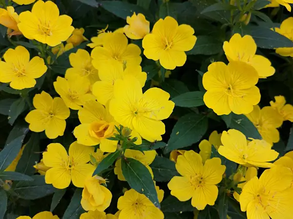 Flores Amarelas Crescem Jardim — Fotografia de Stock