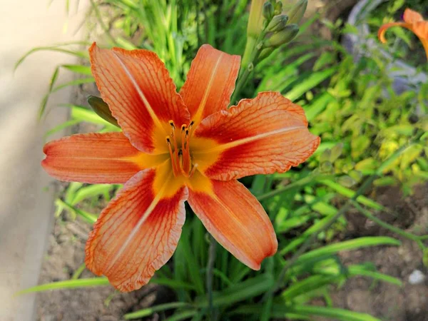 Orange lily in the city park