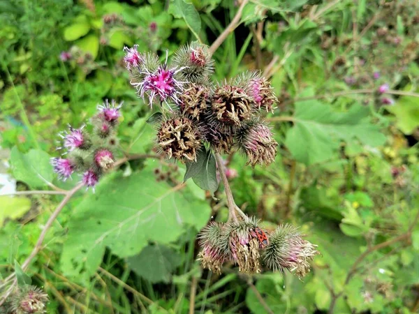 Chardon Fleuri Été Sur Terrain — Photo