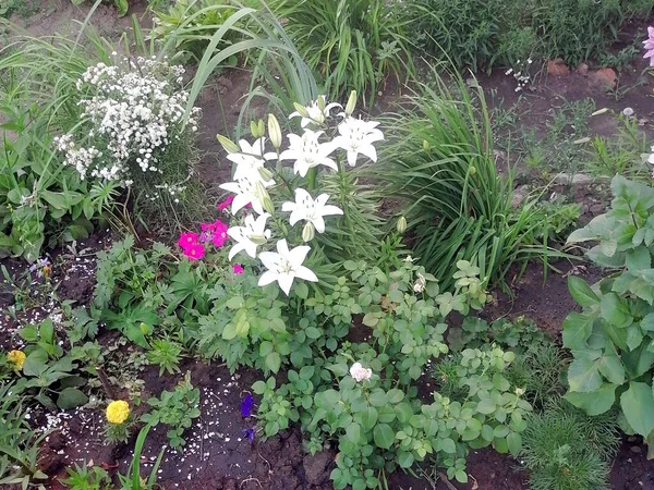 Belles Fleurs Dans Parc Ville — Photo