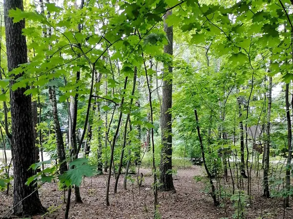 Güneşli bir günde akçaağaç çalısı