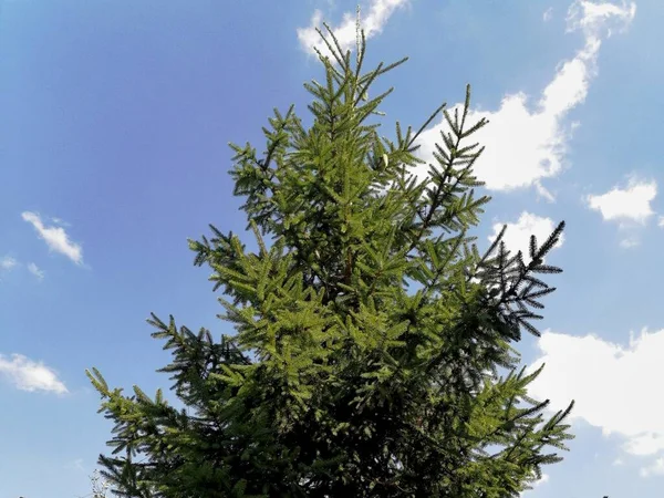 Spruce Branches Blue Sky — Stock Photo, Image