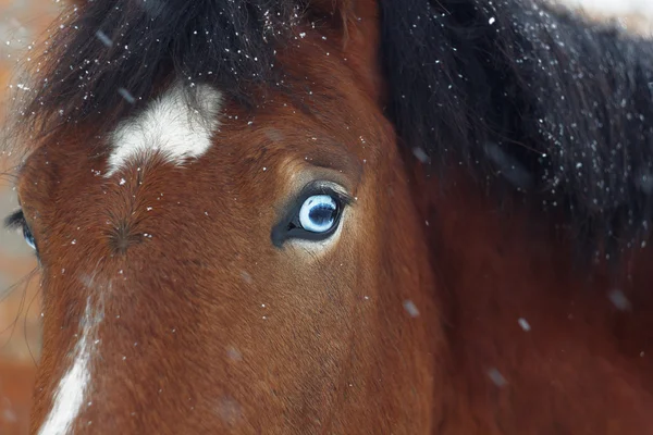 Cavalo com olhos azuis — Fotografia de Stock