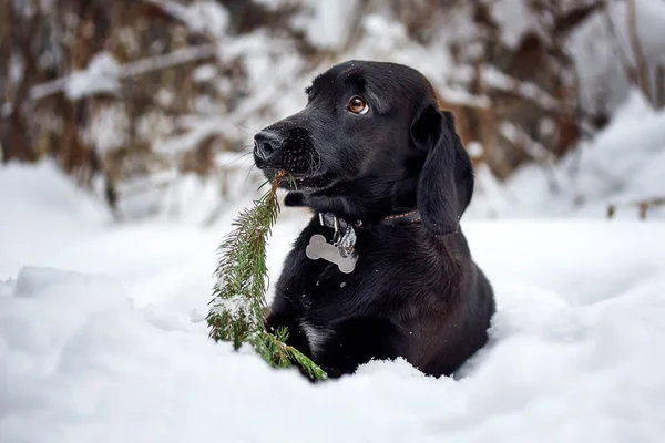 Маленький щенок в снежном лесу — стоковое фото