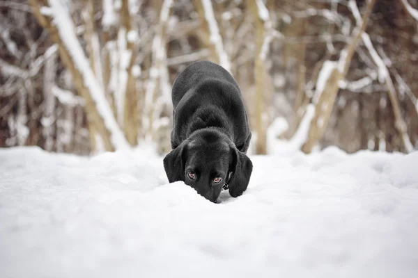 Malé štěně v zasněženém lese — Stock fotografie