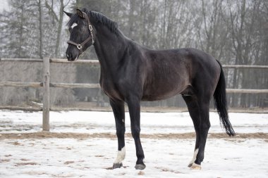 siyah trakehner aygır