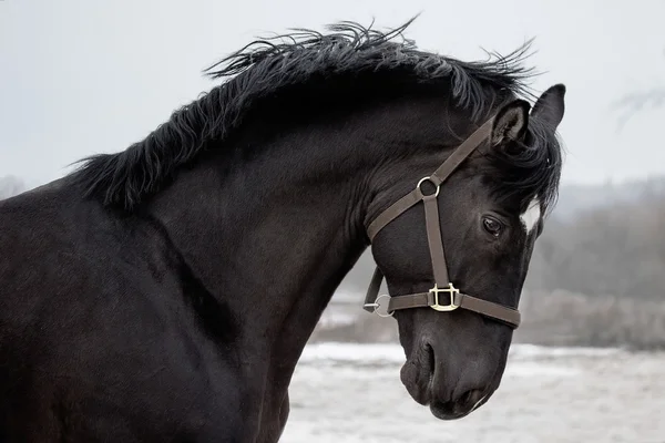 siyah trakehner aygır