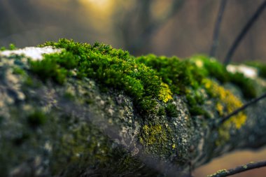 Ağaç dalı moss ile