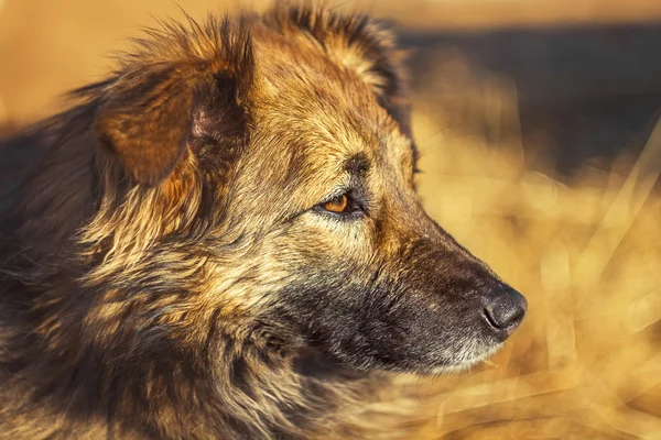 Retrato de um quintal de cão vermelho — Fotografia de Stock