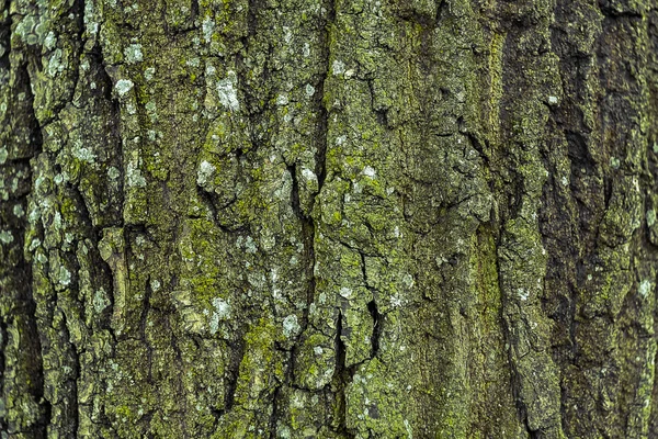 Corteza de árbol —  Fotos de Stock