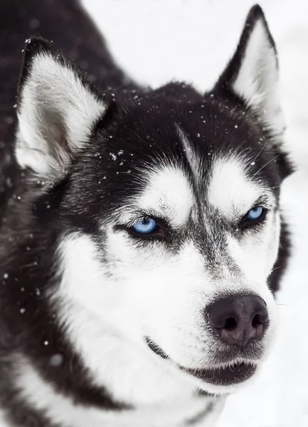 Retrato de un perro Husky siberiano —  Fotos de Stock