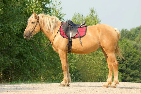 Caballo a caballo en una brida y silla de montar — Foto de Stock