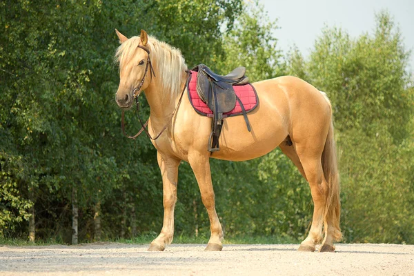 Paardrijden paard in een hoofdstel en zadel — Stockfoto