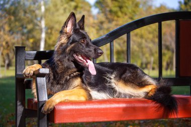 Bir Alman çoban köpeği portresi