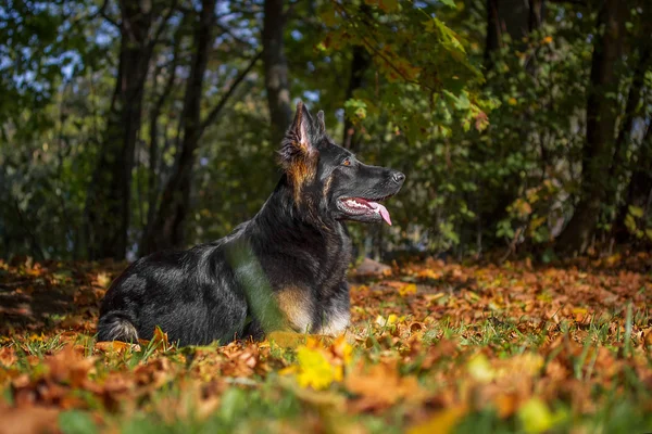 Portrait d'un berger allemand — Photo