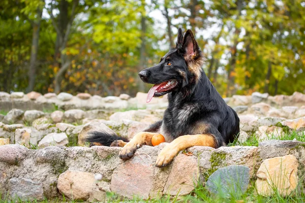 Portrait d'un berger allemand — Photo