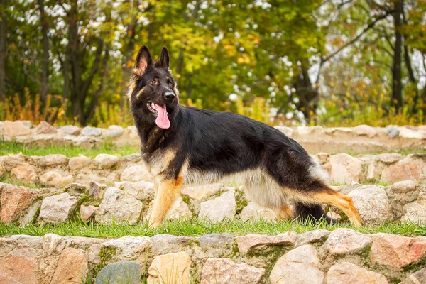 Bir Alman çoban köpeği portresi — Stok fotoğraf