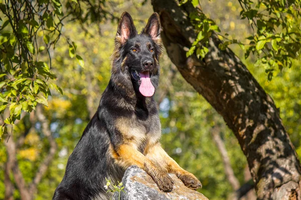 Portret van een Duitse herder — Stockfoto