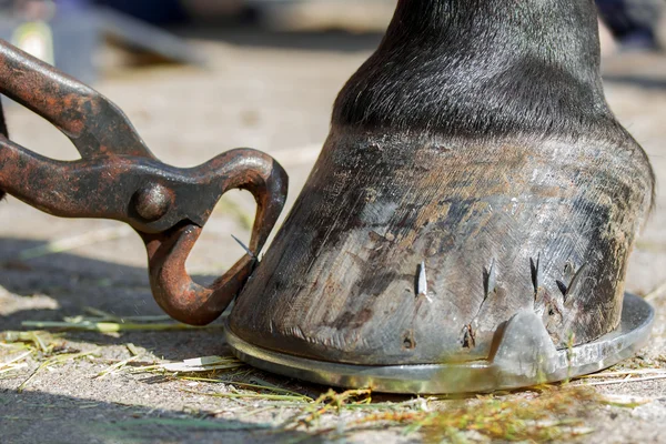 Shoeing horses on round horseshoe — Stock Photo, Image