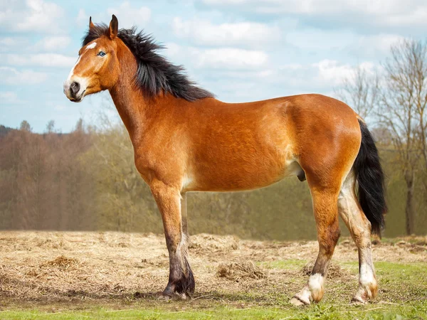 Retrato de caballo de laurel en pleno crecimiento — Foto de Stock