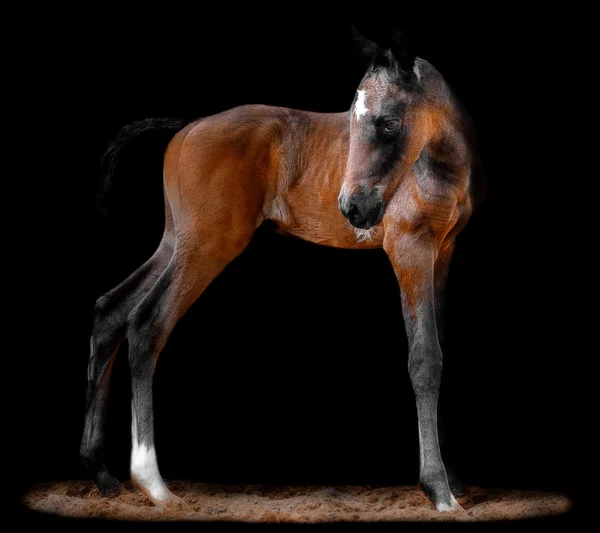 Portrait of a newborn bay foal — Stock Photo, Image