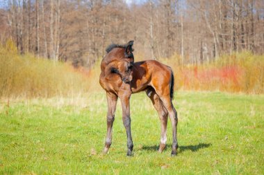 Çayırdaki küçük yavru