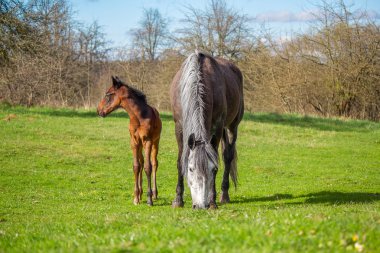 Küçük yavru ve annesi
