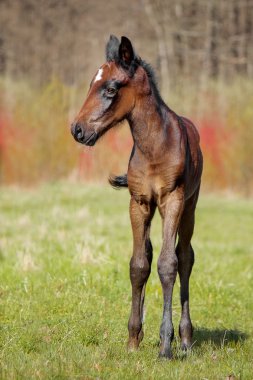 Çayırdaki küçük yavru
