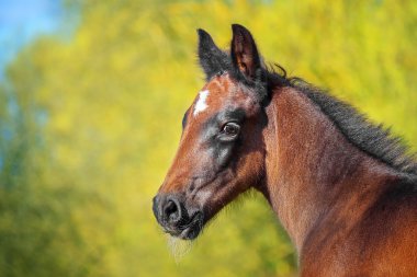 Genç bir tayı portresi