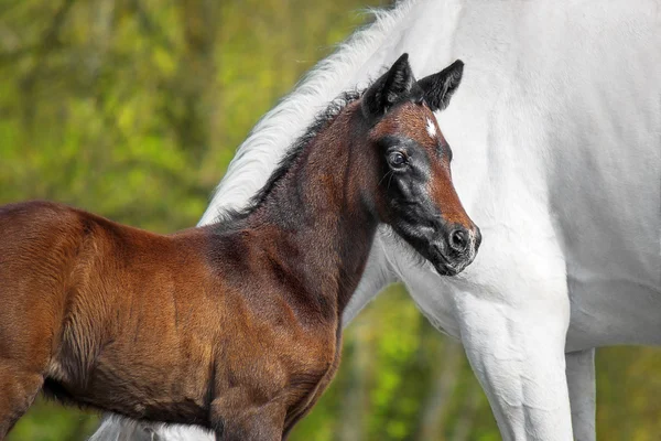 小さな馬と彼の母親 — ストック写真