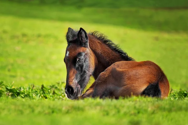 Little foal in the meadow — Stock Photo, Image