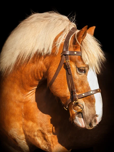 Retrato de un caballo de batalla grande —  Fotos de Stock