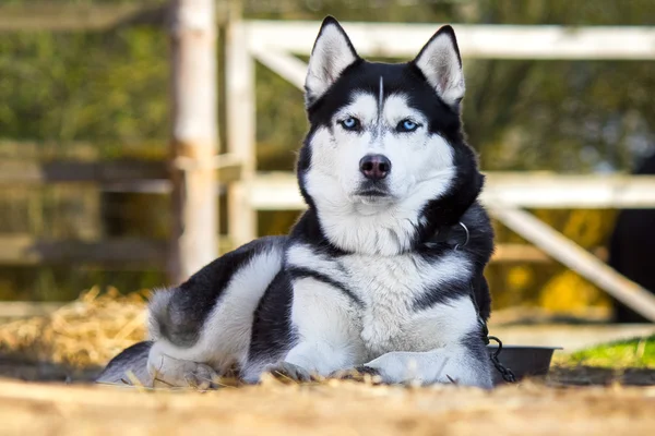 Guardi Husky siberiano su una catena — Foto Stock