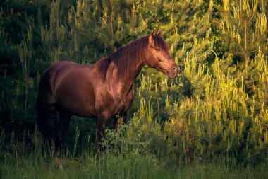 Bir at bir çam ormanı içinde portresi