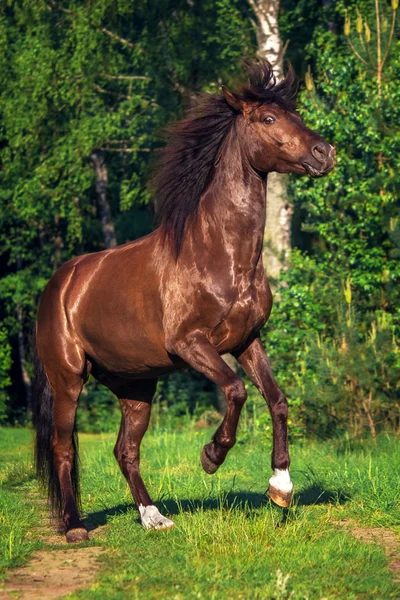 Portréja egy ló, egy fenyves erdőben — Stock Fotó