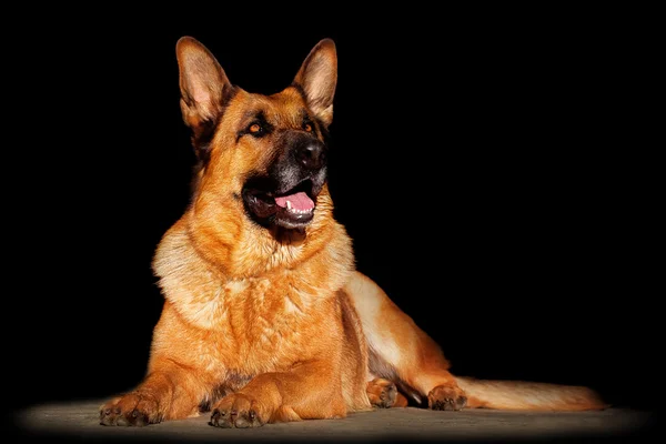 Portrait of a German Shepherd on a black background — Stock Photo, Image