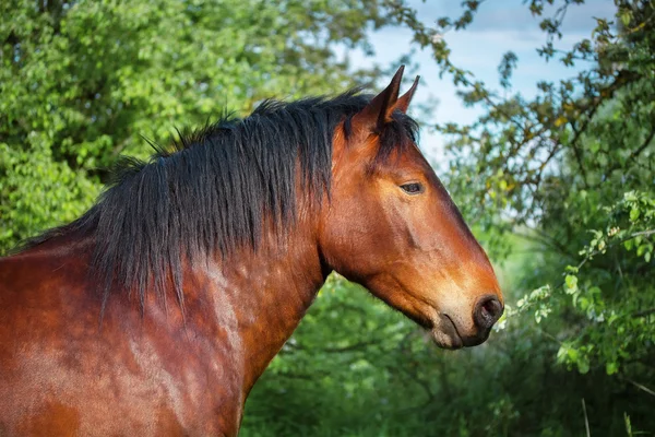 Porträt eines braunen Pferdes. — Stockfoto