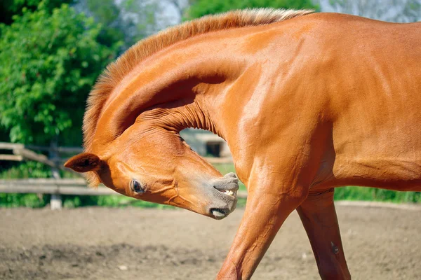 正午群れの馬の残りの部分 — ストック写真