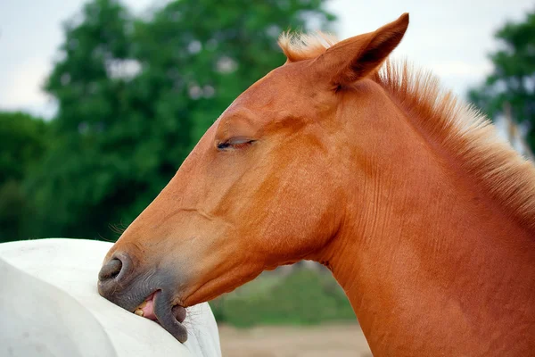 Midday rest of horses in the herd — Stock Photo, Image