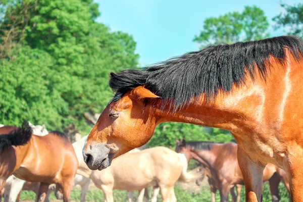 Délben a többi ló az állomány — Stock Fotó