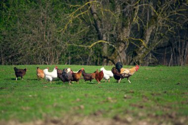 Horoz ve tavuk çayırda